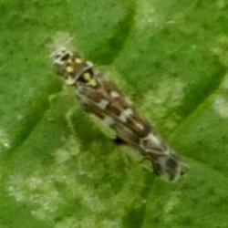 Eupteryx stachydearum